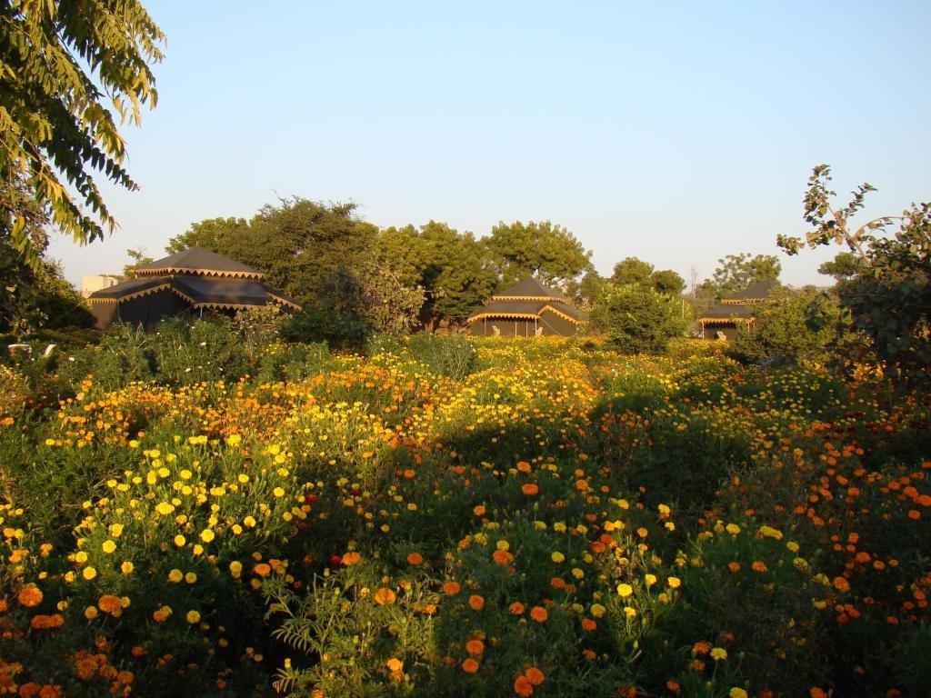 Orchard Tents & Tranquility Pushkar Extérieur photo