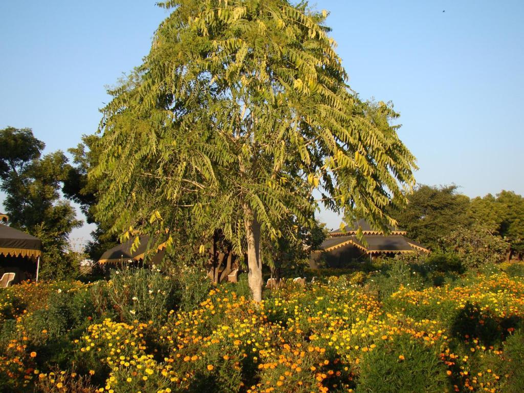 Orchard Tents & Tranquility Pushkar Extérieur photo