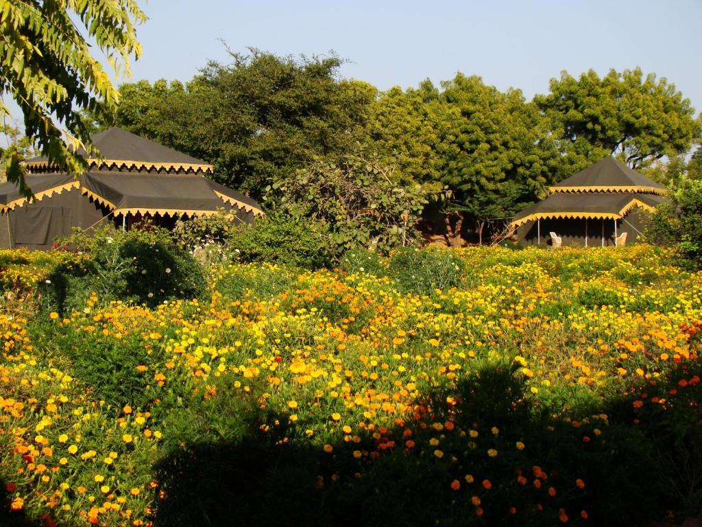Orchard Tents & Tranquility Pushkar Extérieur photo