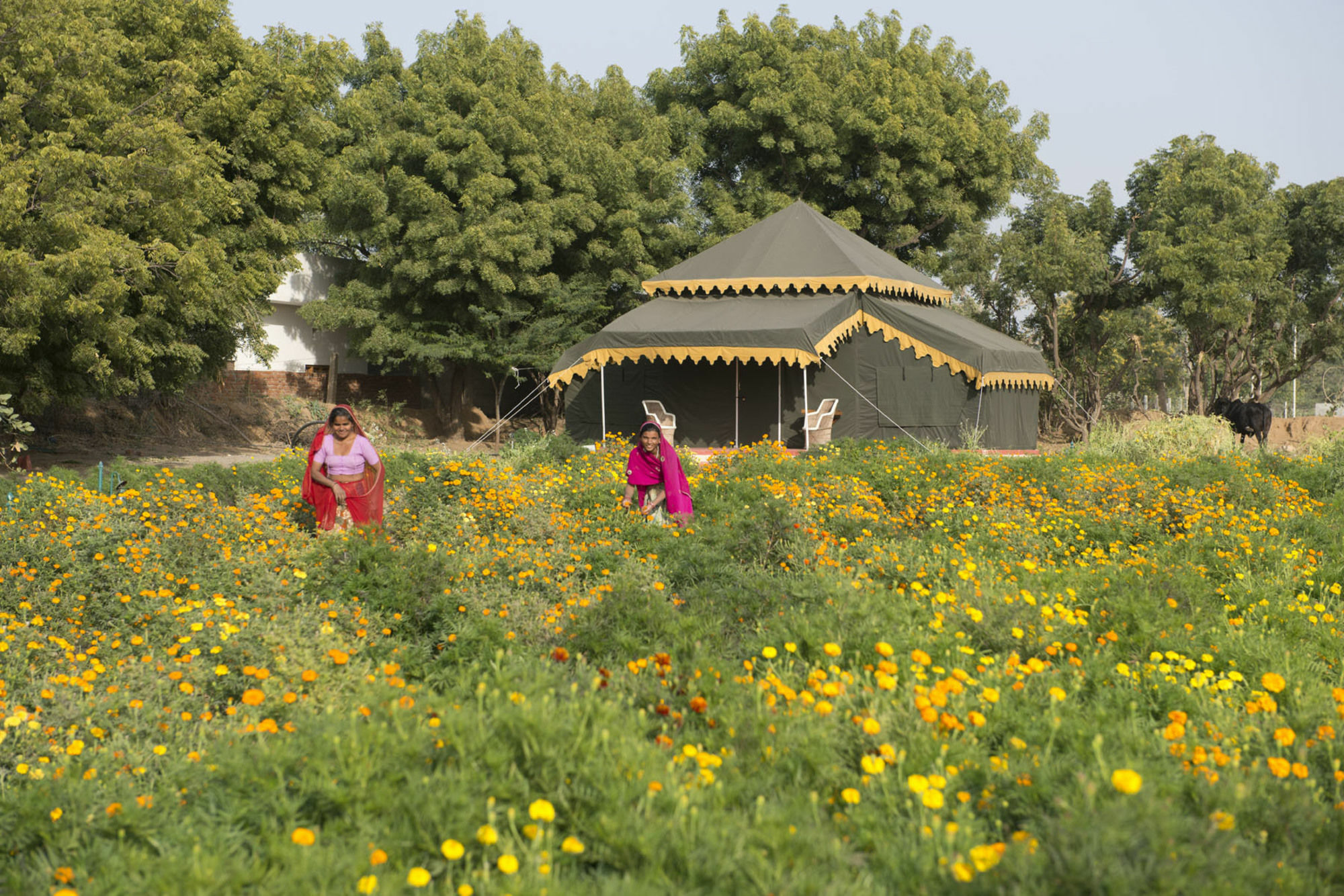 Orchard Tents & Tranquility Pushkar Extérieur photo
