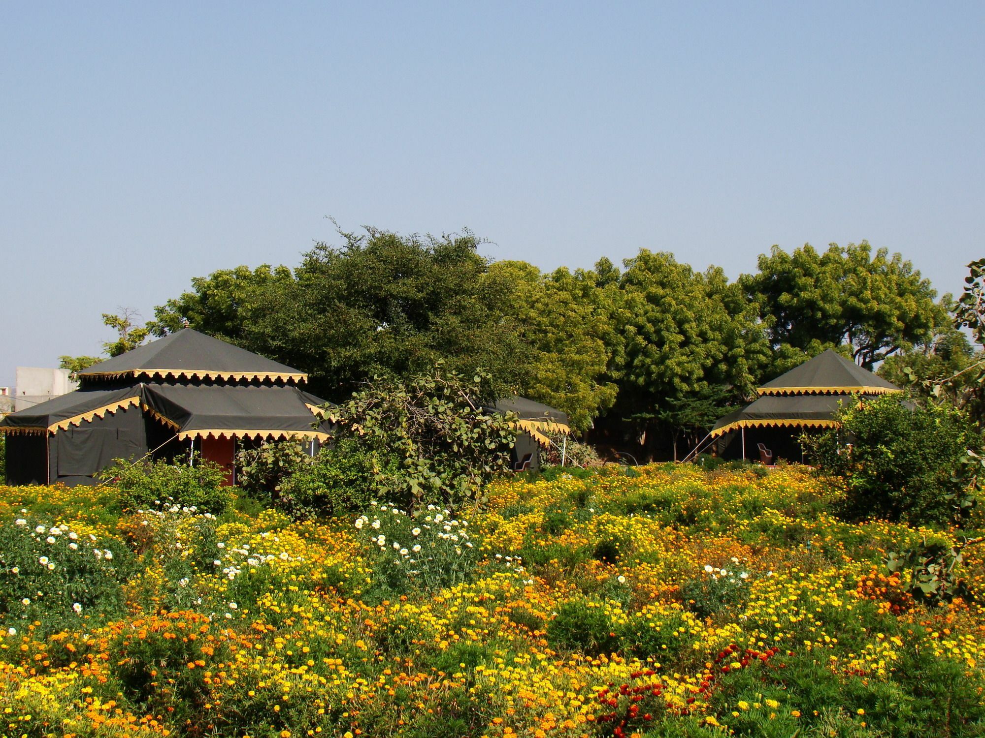 Orchard Tents & Tranquility Pushkar Extérieur photo