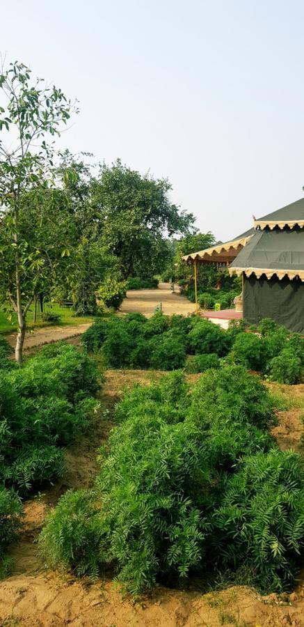 Orchard Tents & Tranquility Pushkar Extérieur photo