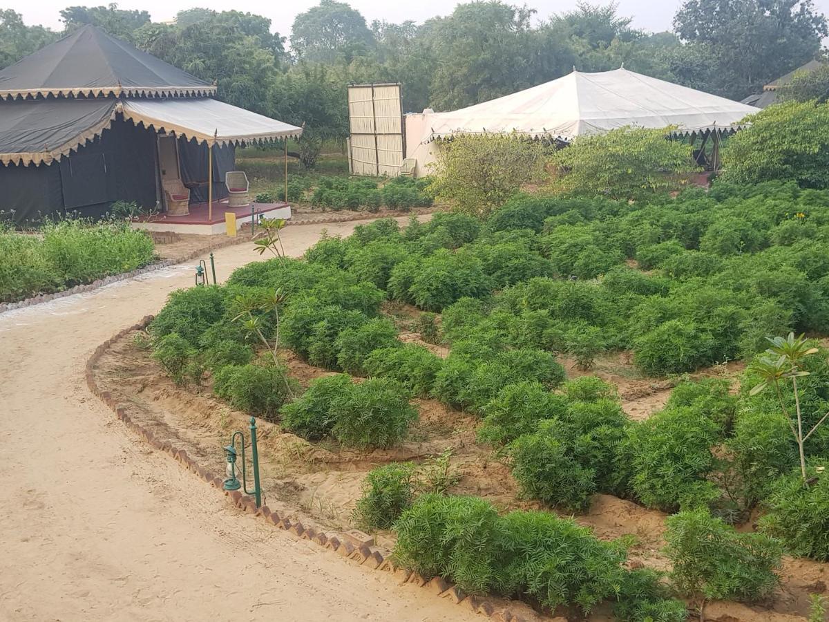 Orchard Tents & Tranquility Pushkar Extérieur photo